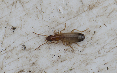 Paradromius linearis