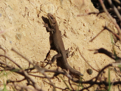 Algyroides moreoticus