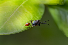 Eucharitidae