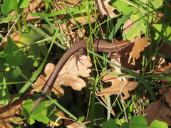 Algyroides moreoticus