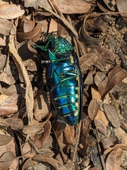 Sternocera aequisignata