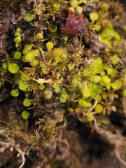 Utricularia striatula