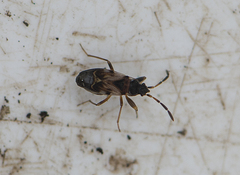 Scolopostethus thomsoni