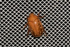 Anoplognathus concolor