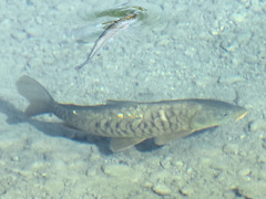 Cyprinus carpio carpio