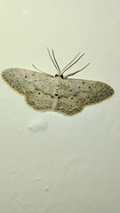 Idaea minuscularia