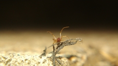 Coleosoma