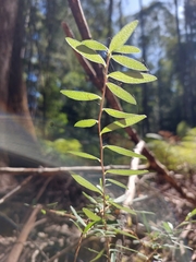 Billardiera longiflora