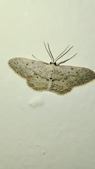 Idaea minuscularia
