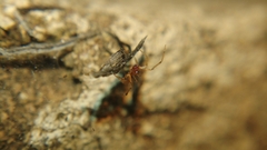 Coleosoma