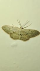 Idaea minuscularia