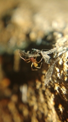 Coleosoma