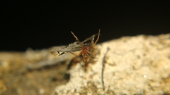 Coleosoma