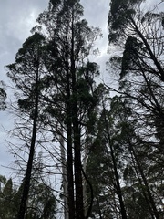 Callitris endlicheri