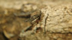 Coleosoma