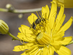 Lasioglossum viride