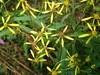 Alpine Ragwort Complex - Photo (c) Li-peng Hsu, some rights reserved (CC BY-NC), uploaded by Li-peng Hsu