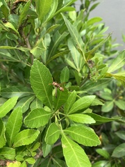 Polistes badius