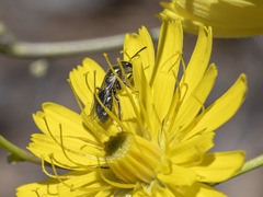 Lasioglossum viride