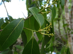 Nectandra coriacea