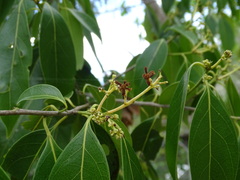 Nectandra coriacea