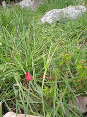 Lathyrus cicera