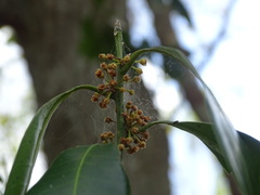 Sapotaceae