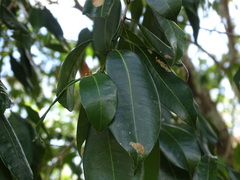Sapotaceae