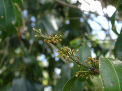Sapotaceae