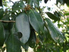 Sapotaceae