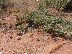 Crotalaria smithiana