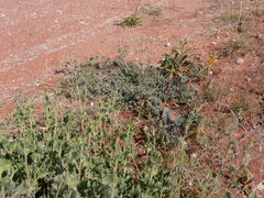 Crotalaria smithiana