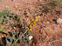 Crotalaria smithiana