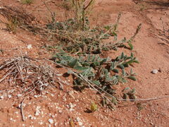 Crotalaria smithiana