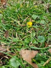 Ficaria verna