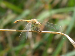 Diplacodes bipunctata