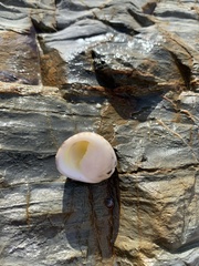 Nerita polita