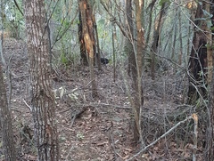 Alectura lathami lathami