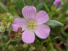 Calandrinia menziesii