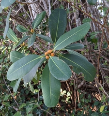 Plumeria obtusa