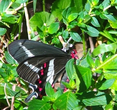 Parides bunichus