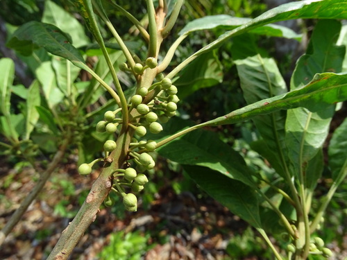 Pouteria campechiana