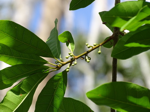 Image of Lucuma campechiana by (c) Alexis López Hernández, some rights reserved (CC BY)