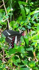 Parides bunichus