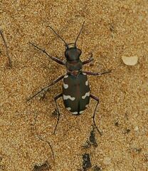 Cicindela hybrida