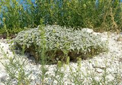 Asperula tephrocarpa