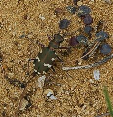 Cicindela hybrida