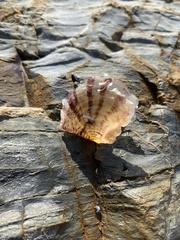 Pterioidea