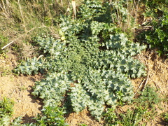 Silybum marianum