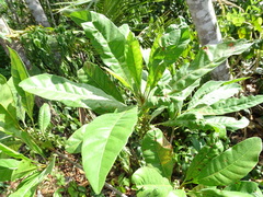 Pouteria campechiana